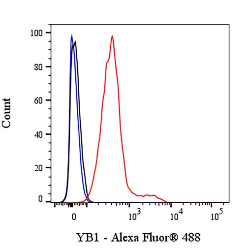 YB1 Recombinant Rabbit mAb (S-1748-144)