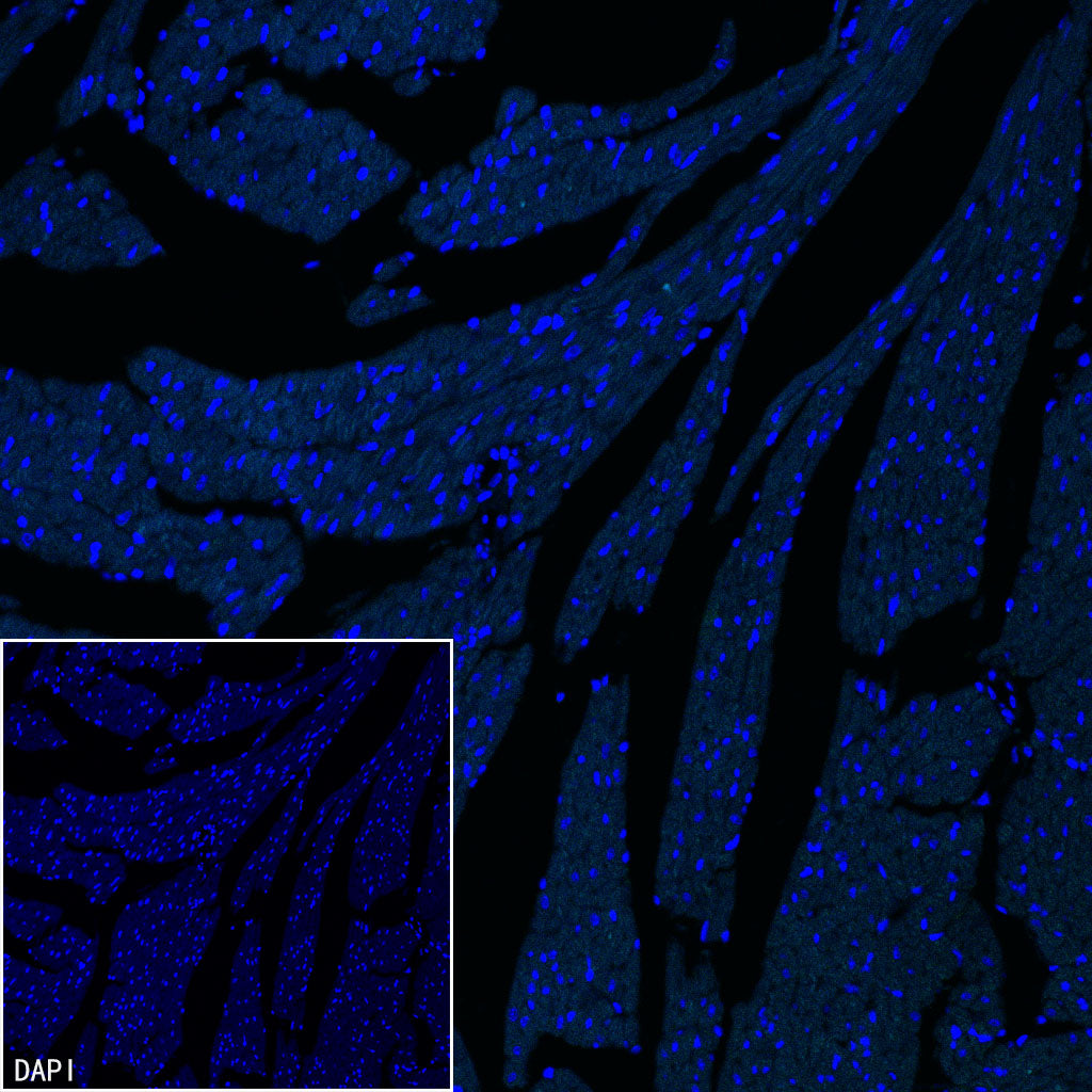 pan SCN Recombinant Rabbit mAb (S-5038)