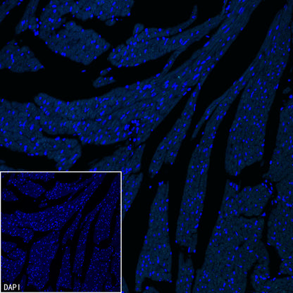 pan SCN Recombinant Rabbit mAb (S-5038)