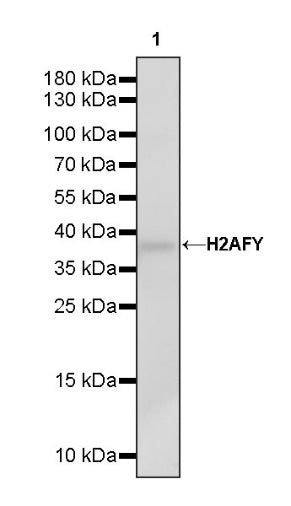 H2AFY Recombinant Rabbit mAb (S-1256-35)