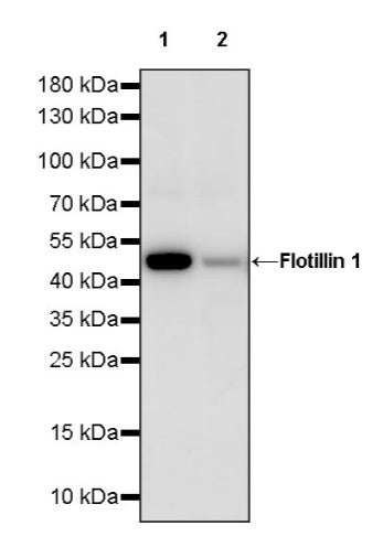 Flotillin 1 Rabbit Polyclonal Antibody
