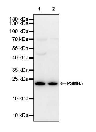 PSMB5 Rabbit Polyclonal Antibody
