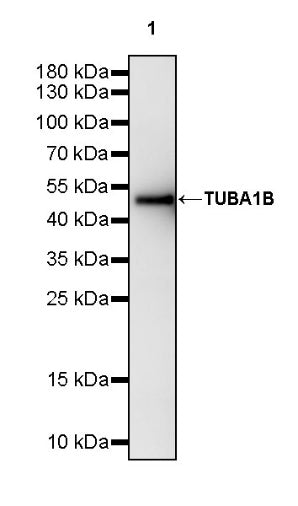 SFXN1/TCC Rabbit Polyclonal Antibody