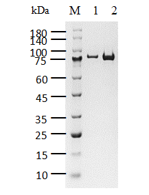 SOS2, GST Tag Protein