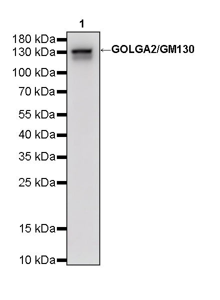 GOLGA2/GM130 Mouse mAb