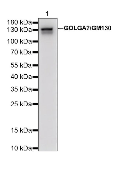 GOLGA2/GM130 Mouse mAb