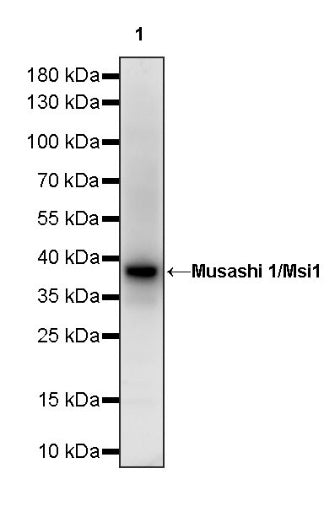 Musashi 1/Msi1 Recombinant Rabbit mAb (S-1477-58)
