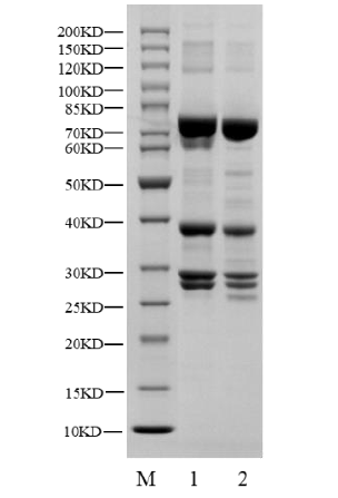 CDK16/Cyclin Y Protein