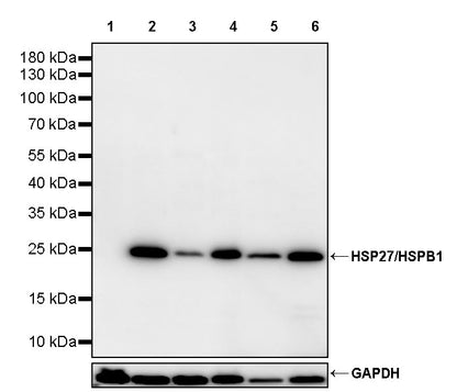 HSP27/HSPB1 Rabbit Polyclonal Antibody
