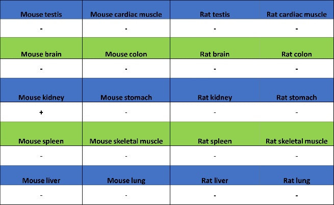 GDF3 Recombinant Rabbit mAb (S-3049-3)