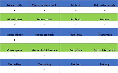 GDF3 Recombinant Rabbit mAb (S-3049-3)