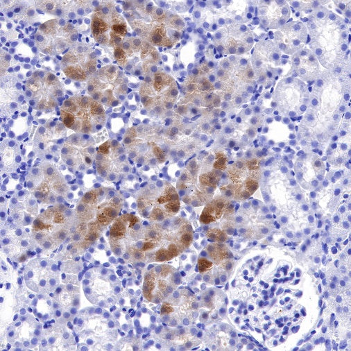 S-RMab® GST-π Recombinant Rabbit mAb (SDT-561-78)