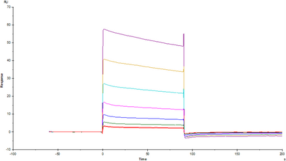 Fc γ RIIA/CD32a His Tag Protein, Cynomolgus