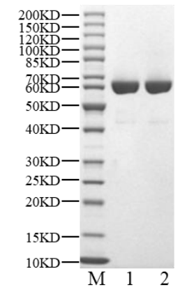 STAT3 Protein, Human