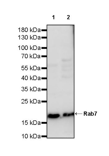 Rab7 Rabbit Polyclonal Antibody