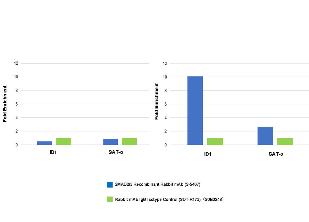 SMAD2/3 Recombinant Rabbit mAb (S-5467)