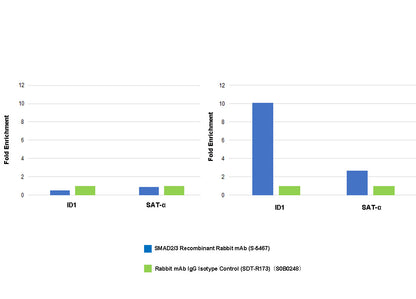 SMAD2/3 Recombinant Rabbit mAb (S-5467)