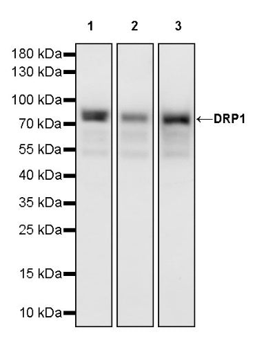 DRP1 Recombinant Rabbit mAb (S-1927-27)