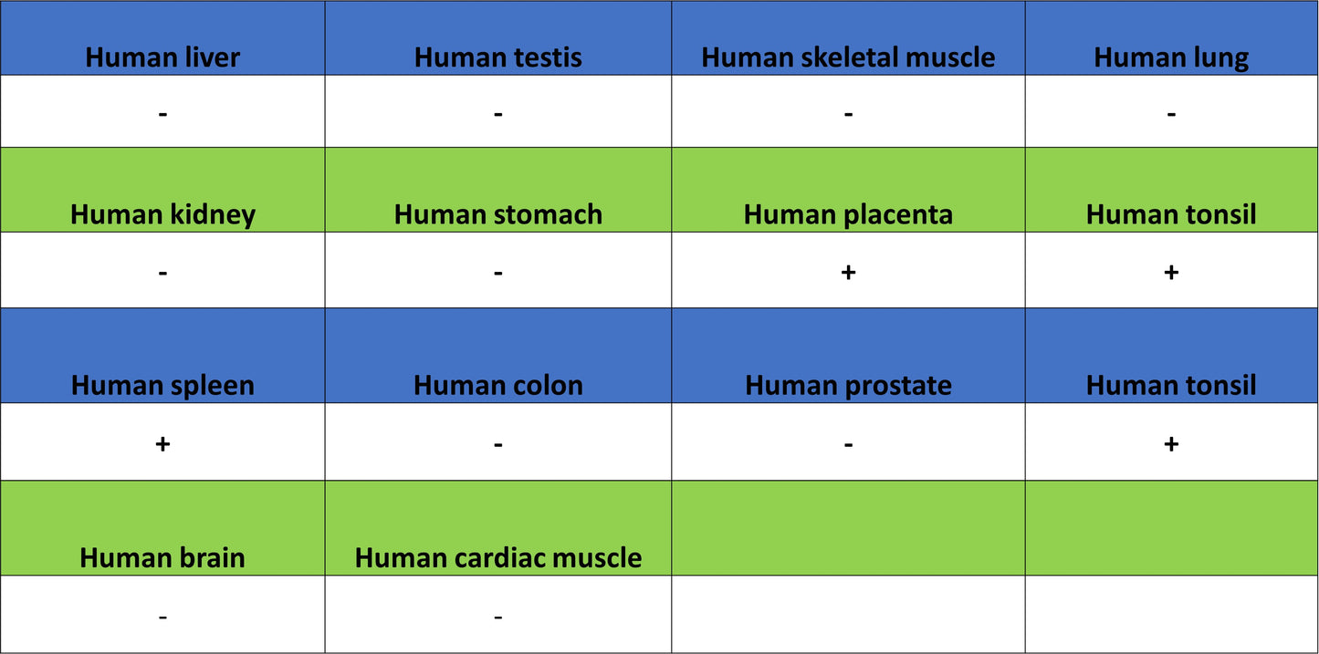 MMP-8 Recombinant Rabbit mAb (S-5674)