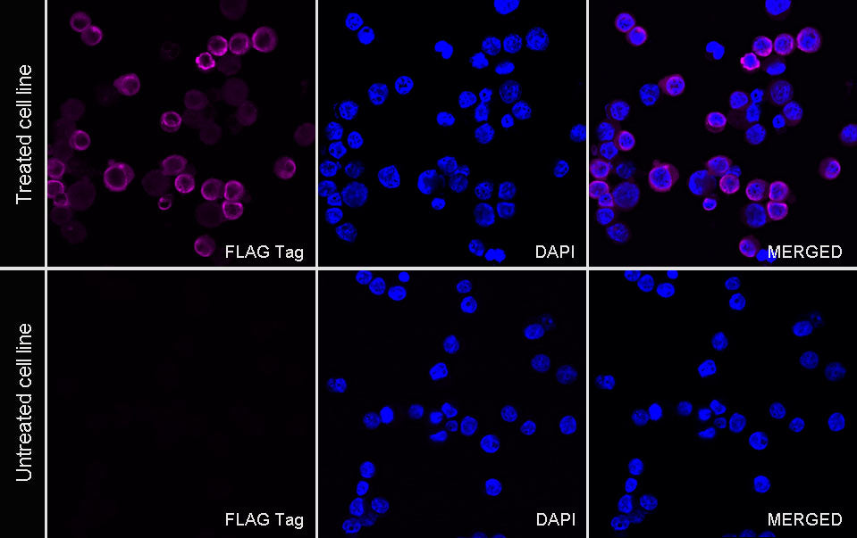FLAG Tag Recombinant Rabbit mAb (Alexa Fluor® 647 Conjugate) (S-SC044)