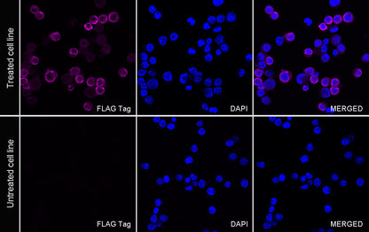FLAG Tag Recombinant Rabbit mAb (Alexa Fluor® 647 Conjugate) (S-SC044)