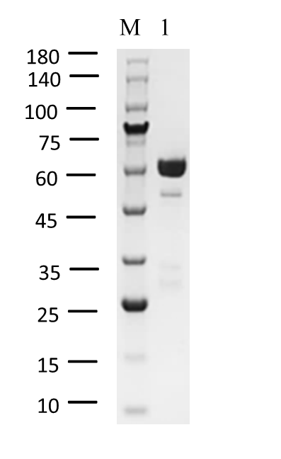 RIPK3 Protein