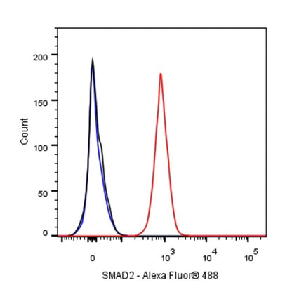 SMAD2 Rabbit Polyclonal Antibody