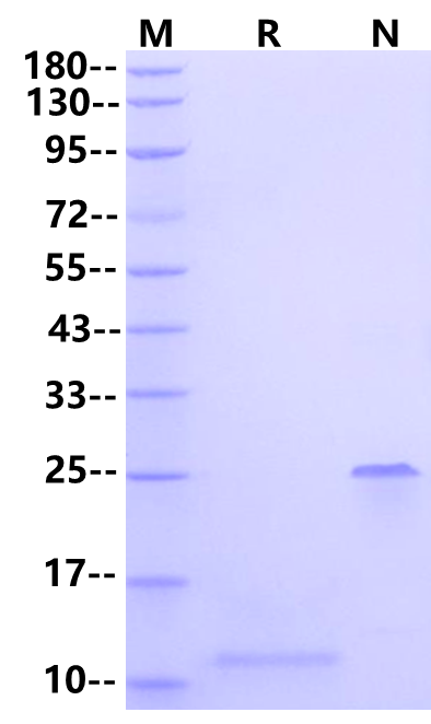 TGF-β3 Protein, Mouse