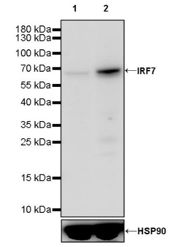 IRF7 Recombinant Rabbit mAb (S-2006-22)