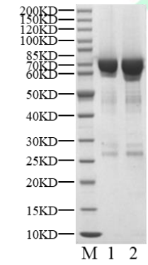 MKNK1 GST Tag Protein, Human