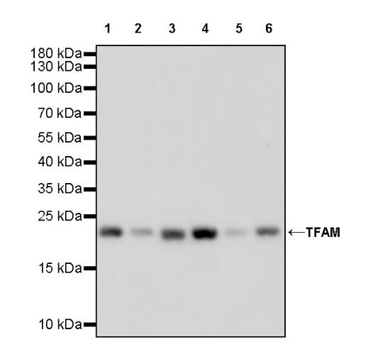 TFAM Recombinant Rabbit mAb (S-1018-53)