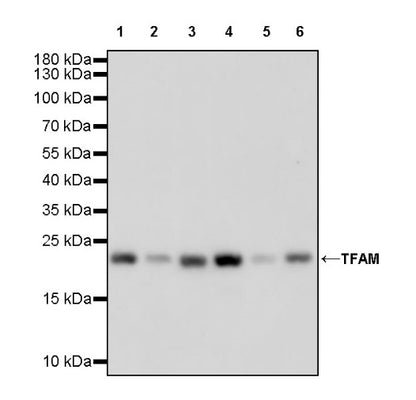 TFAM Recombinant Rabbit mAb (S-1018-53)