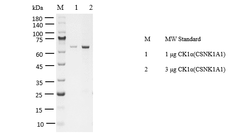 CK1α(CSNK1A1) Protein