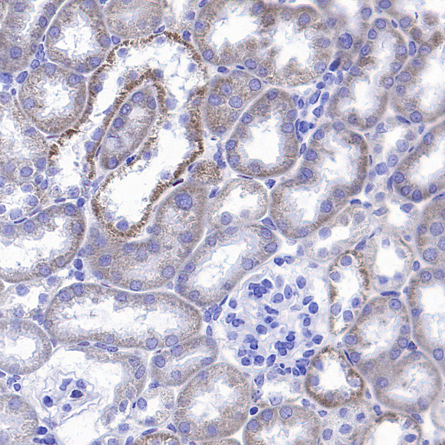 NDUFA9 Recombinant Mouse mAb (S-5382)