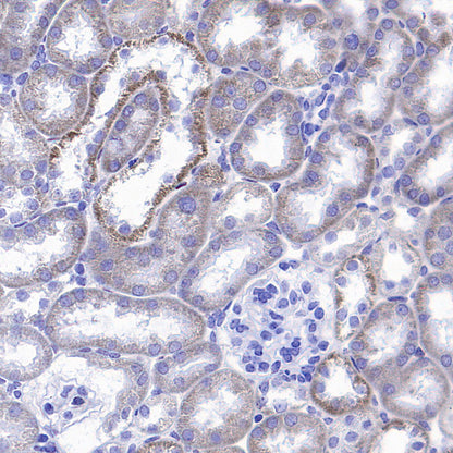 NDUFA9 Recombinant Mouse mAb (S-5382)
