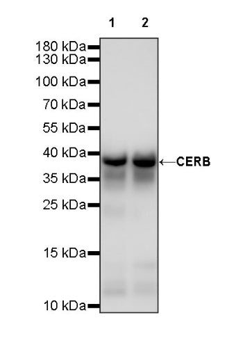 CREB Recombinant Rabbit mAb (S-1115-39)