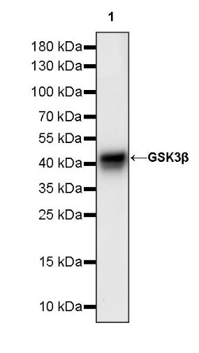 GSK3β Recombinant Rabbit mAb (S-1209-102)