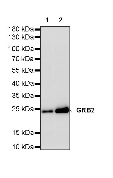 GRB2 Recombinant Rabbit mAb (S-5948)