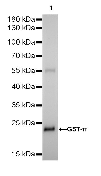 GST-π Recombinant Rabbit mAb (SDT-R054)