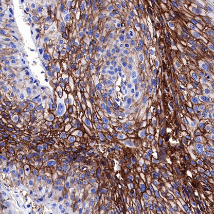 S-RMab® GLUT1 Recombinant Rabbit mAb (SDT-047-53)