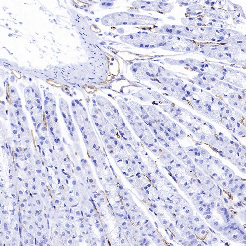 PODXL Recombinant Rabbit mAb (S-2014-9)
