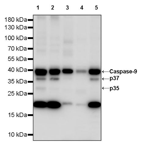 Caspase-9 Recombinant Rabbit mAb (S-1541-20)