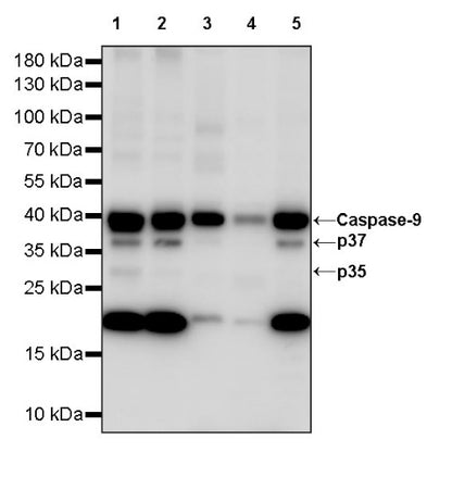Caspase-9 Recombinant Rabbit mAb (S-1541-20)