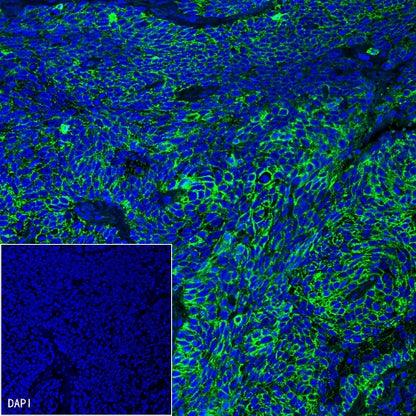 CD44 Recombinant Rabbit mAb (SDT-R107)