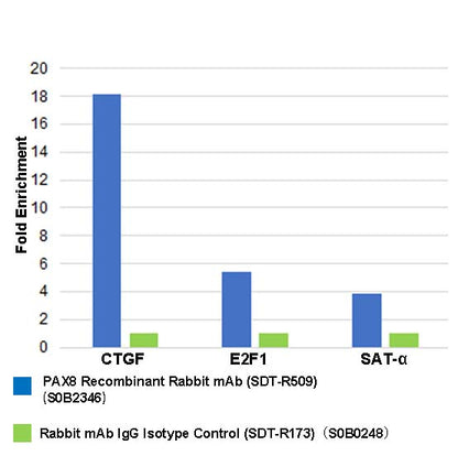 PAX8 Recombinant Rabbit mAb (SDT-R509)