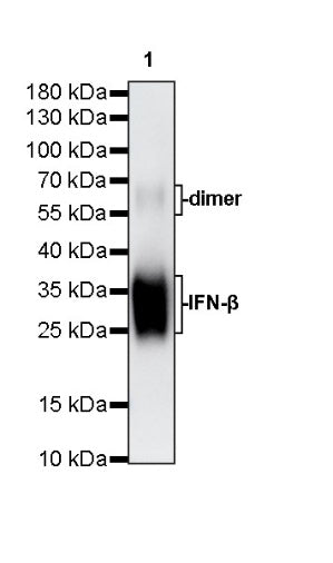 Invivo Anti-Mouse IFN-β Recombinant mAb