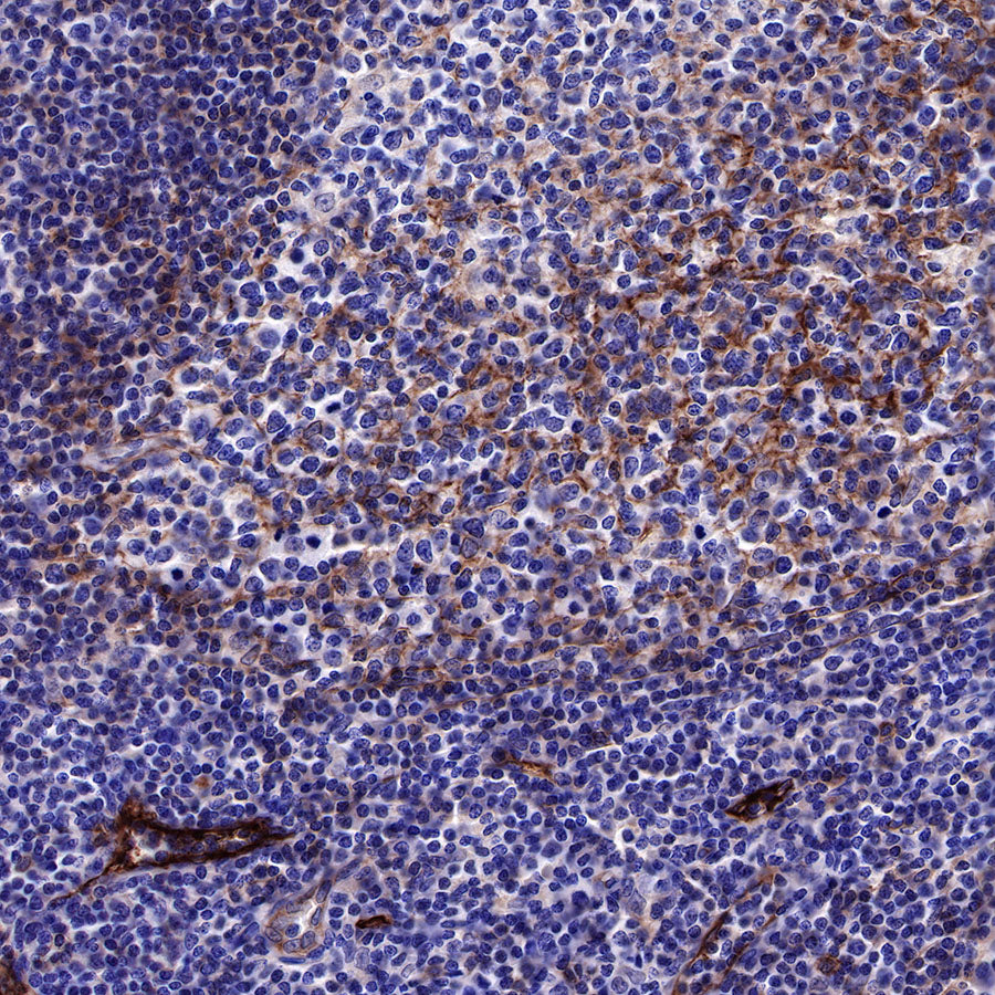 CD73 Recombinant Rabbit mAb (SDT-218-52)