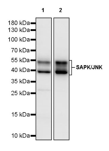 SAPK/JNK Rabbit Polyclonal Antibody