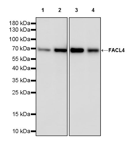 FACL4 Rabbit Polyclonal Antibody