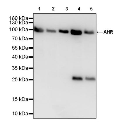 AHR Recombinant Rabbit mAb (S-2370-150)